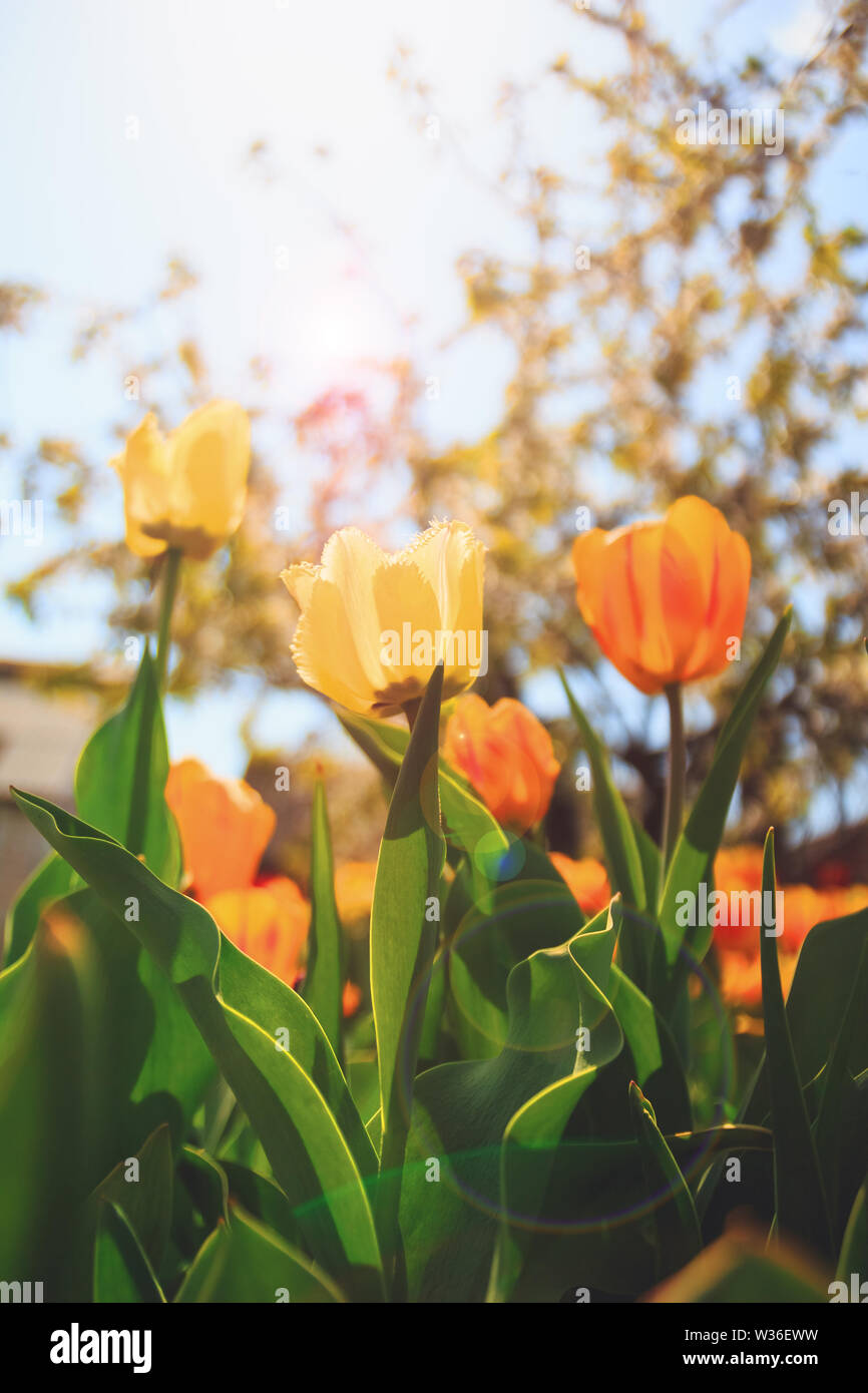 Beautiful tulips flowers of yellow color in the sunlight Stock Photo ...