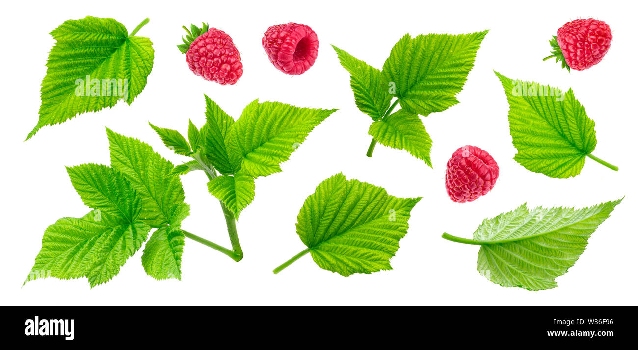 Raspberry plant leaves, cut stems and berries isolated on white