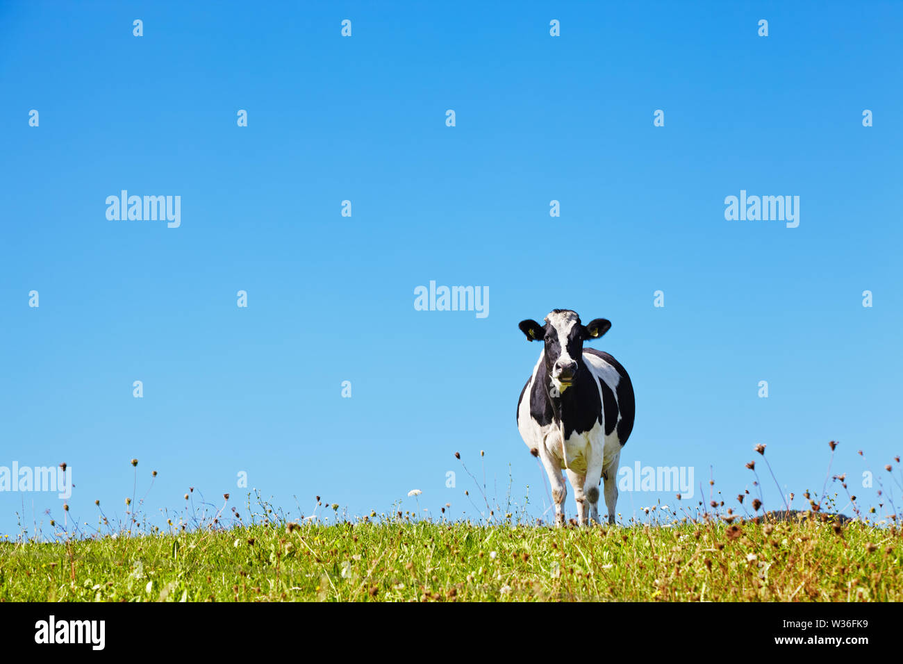 Lonely cow on the meadow against blue sky background Stock Photo