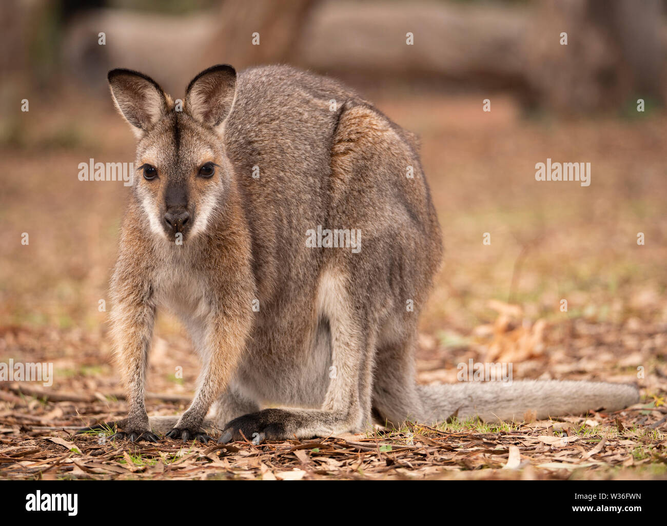 Red-necked Wallaby, Macropus rufogriseus, female in bushland near Dubbo in Central West of New South Wales, Australia Stock Photo
