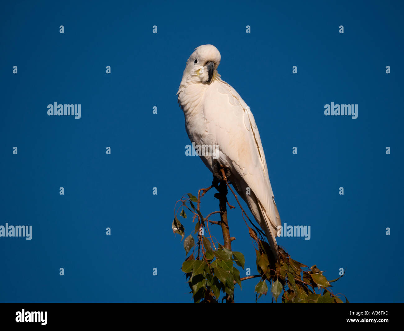 Sulphur-crested Cockatoo, Cacatua galerita, perched in a tree with blue sky background near Dubbo New South Wales, Australia Stock Photo