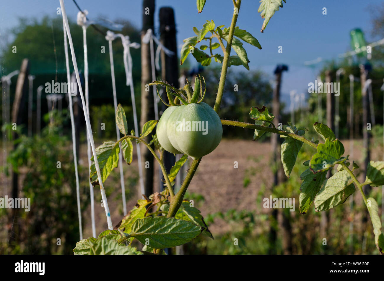 Green tomatoes growing on branches in the garden Stock Photo - Alamy