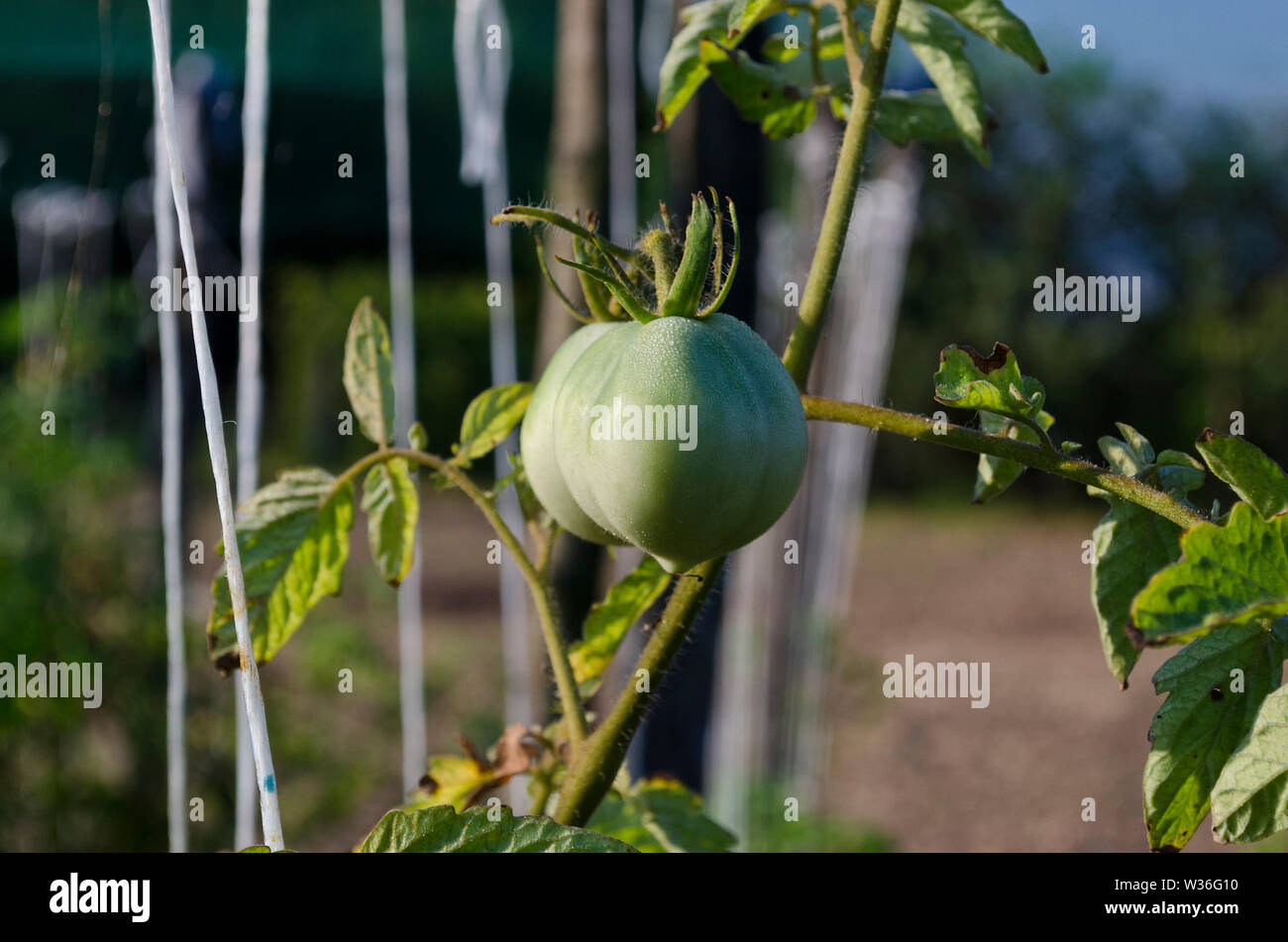 Green tomatoes growing on branches in the garden Stock Photo - Alamy