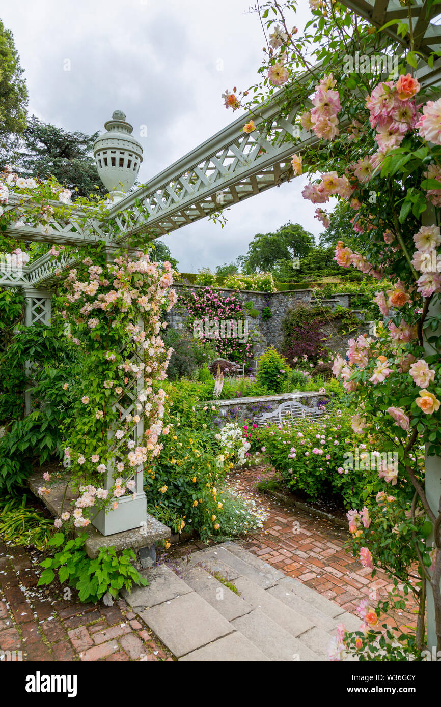 Roses climb a wooden pergola on the Rose Terrace at Bodnant Gardens