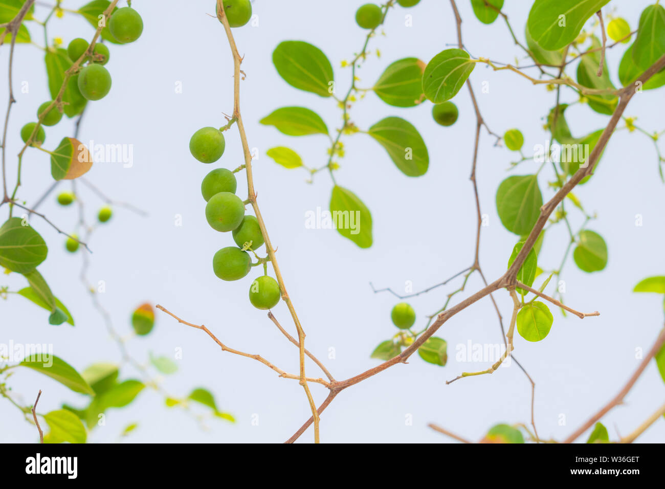 Close Up Of Ziziphus Jujube Fruit And Leaves With White Background Stock Photo Alamy