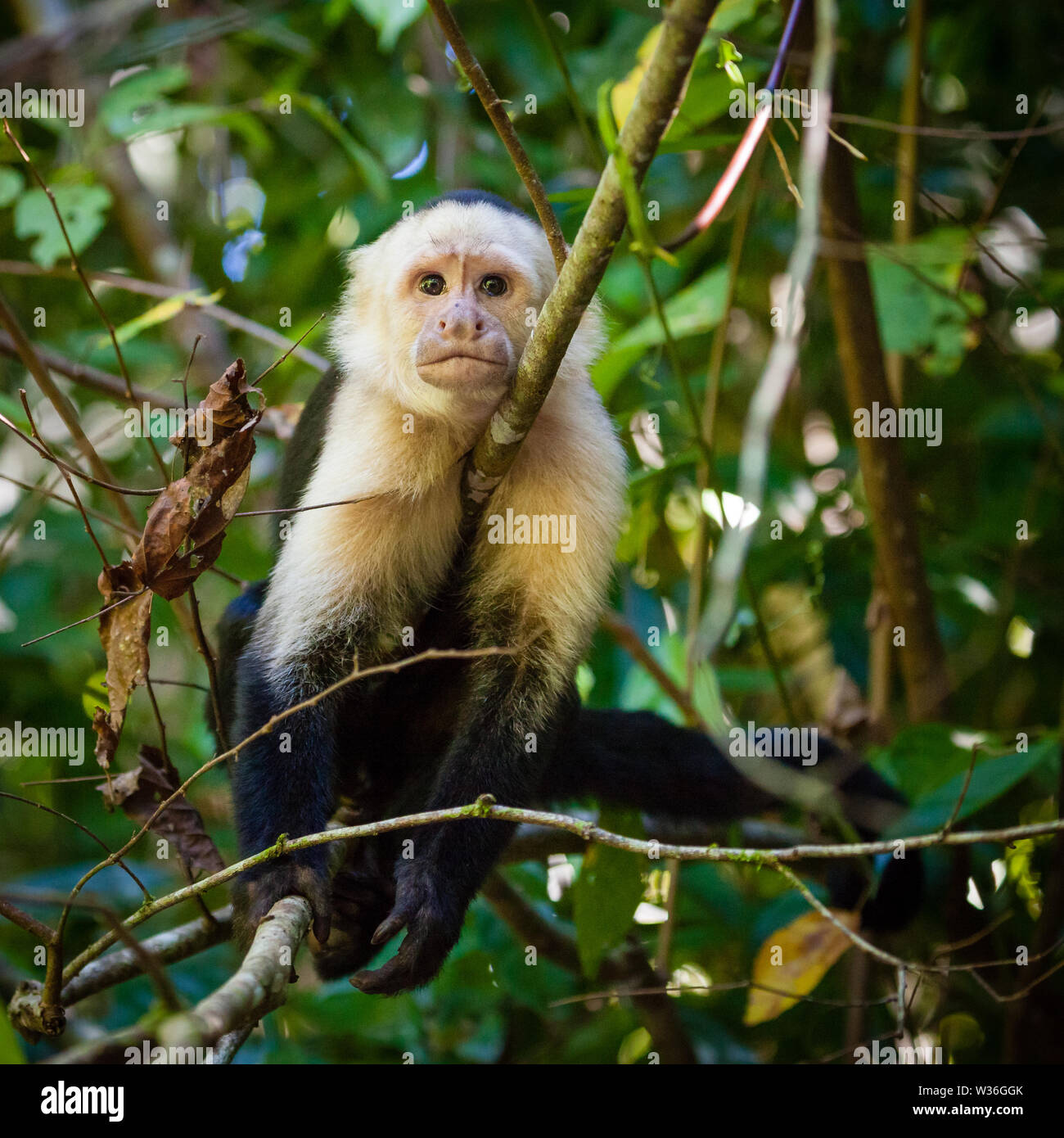 Capuchin monkey in a tropical forest in Costa Rica Stock Photo