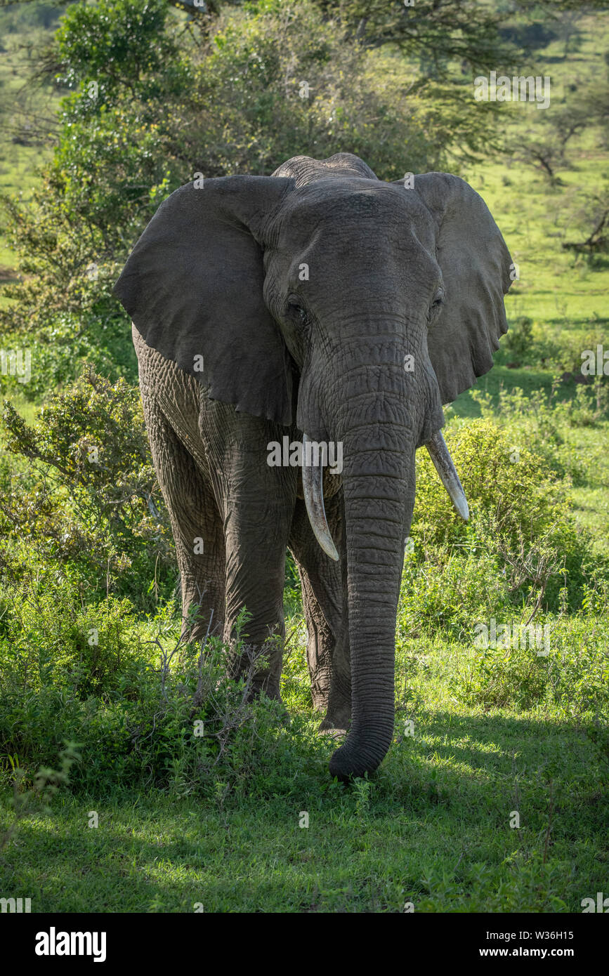 African bush elephant stands amongst leafy bushes Stock Photo - Alamy