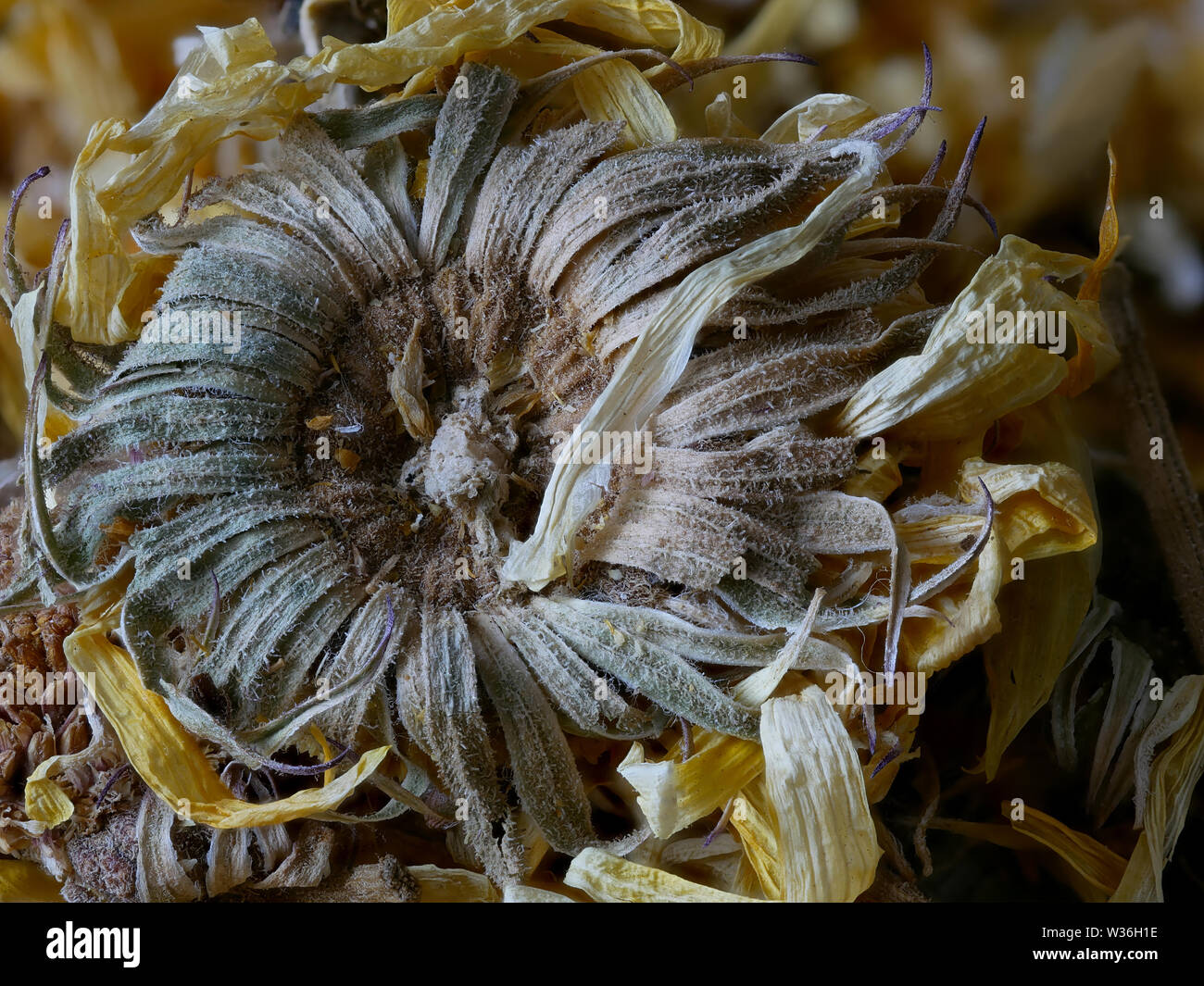 Marigold - Calendula, Dried
