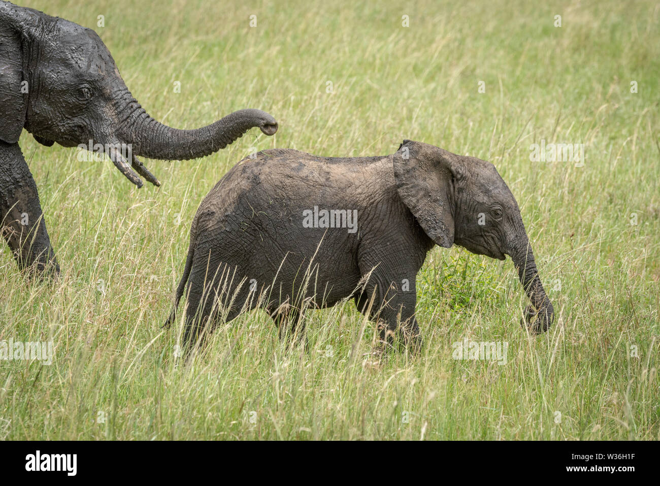 African bush elephant calf ahead of mother Stock Photo - Alamy