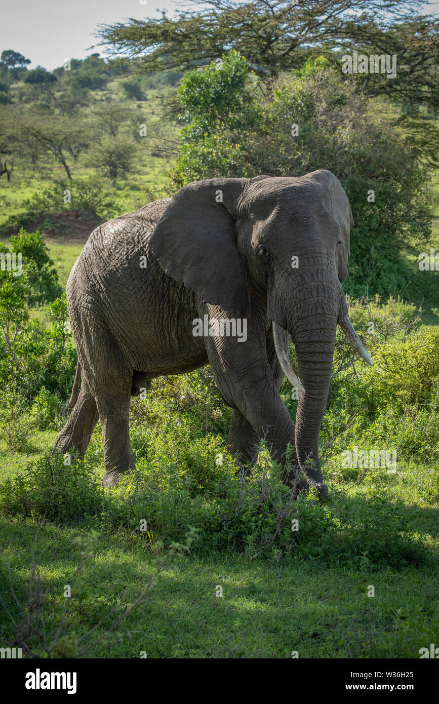 African bush elephant walks in dappled sunlight Stock Photo - Alamy