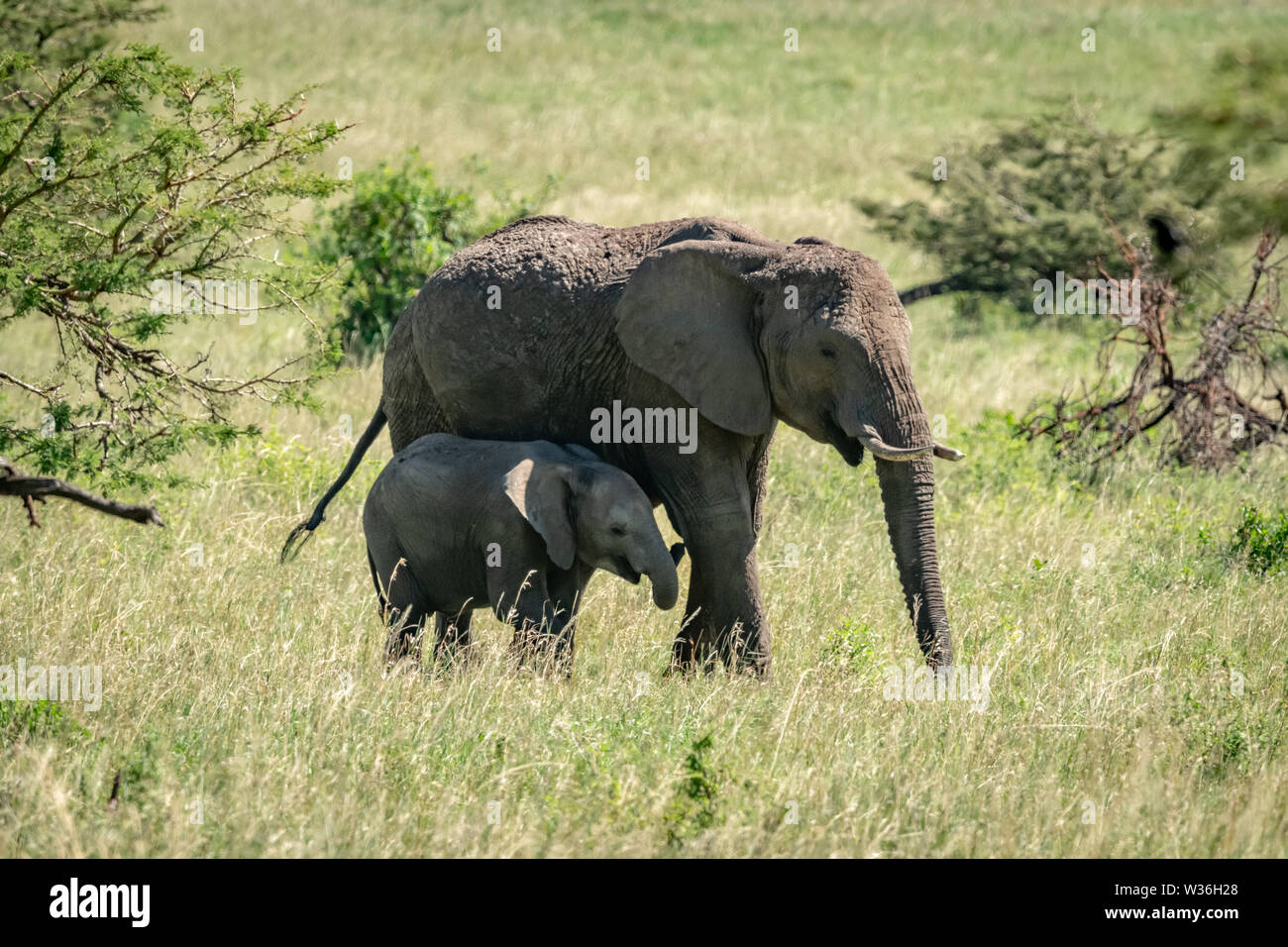 African bush elephant and calf cross grassland Stock Photo - Alamy