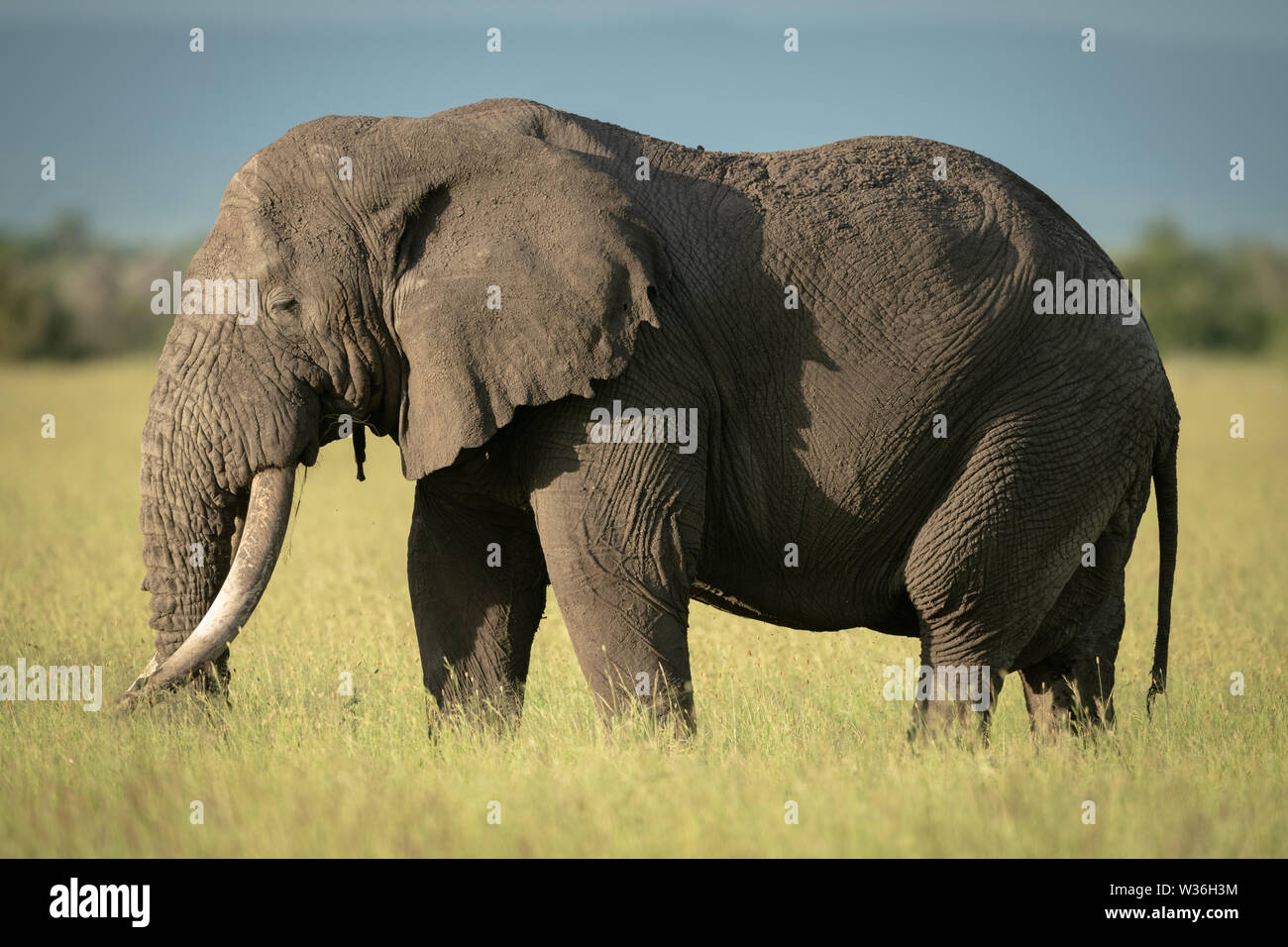 African bush elephant standing in long grass Stock Photo - Alamy