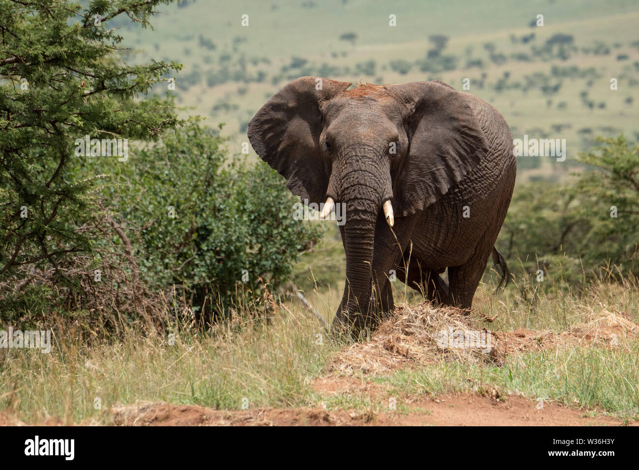 African elephant among bushes stares at camera Stock Photo - Alamy