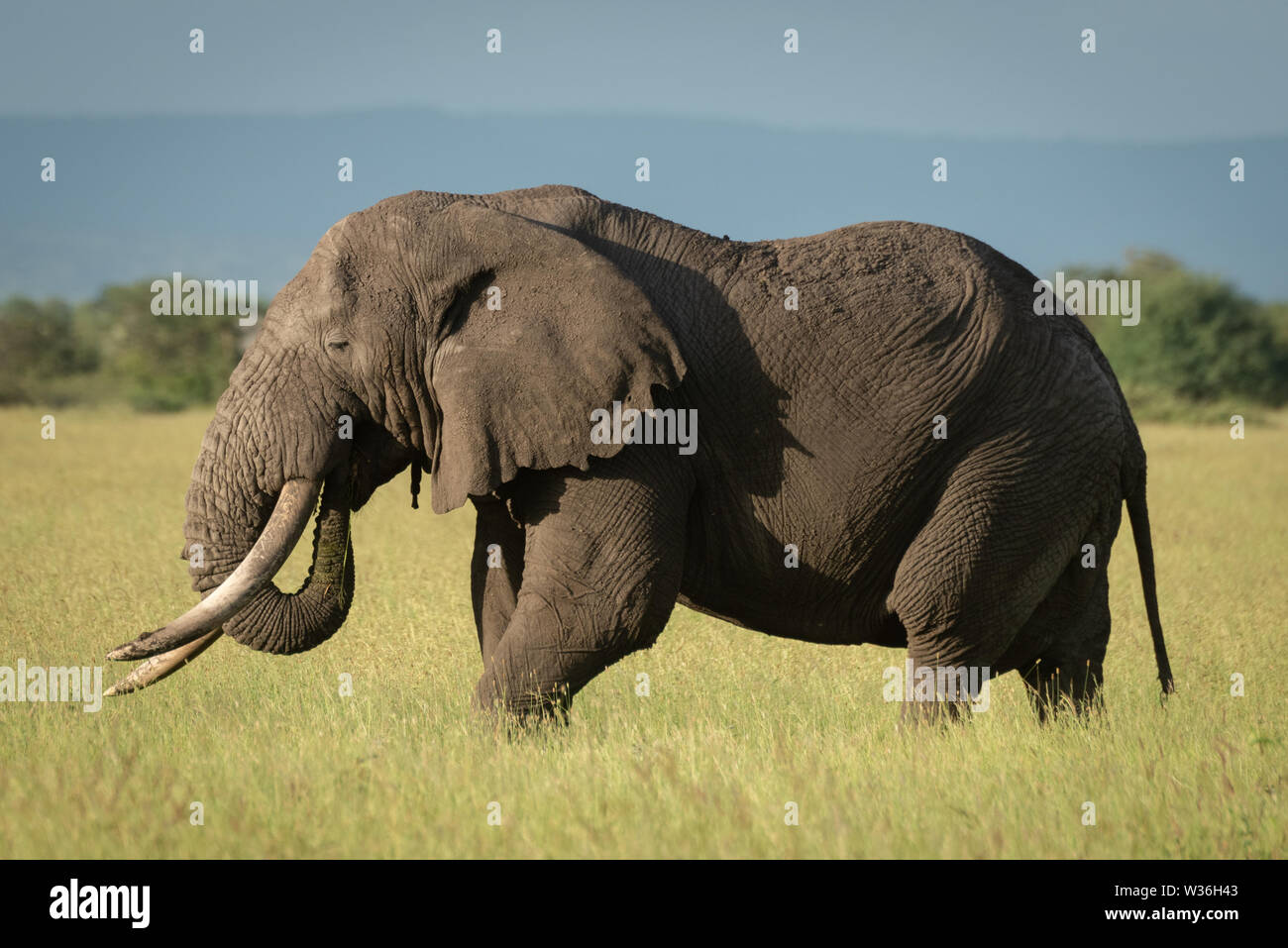 African bush elephant stands in tall grass Stock Photo - Alamy