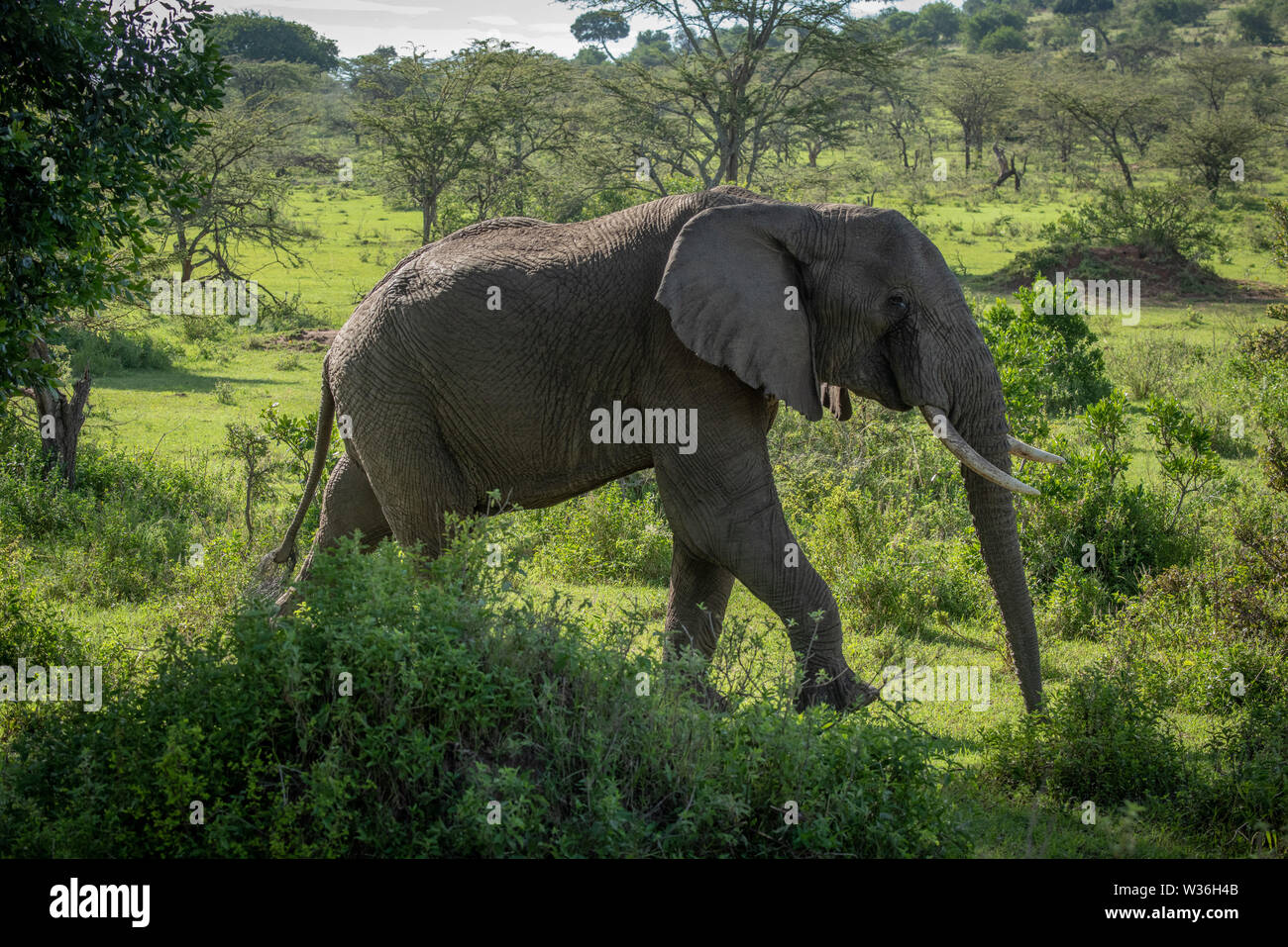 African bush elephant walks past leafy bushes Stock Photo - Alamy