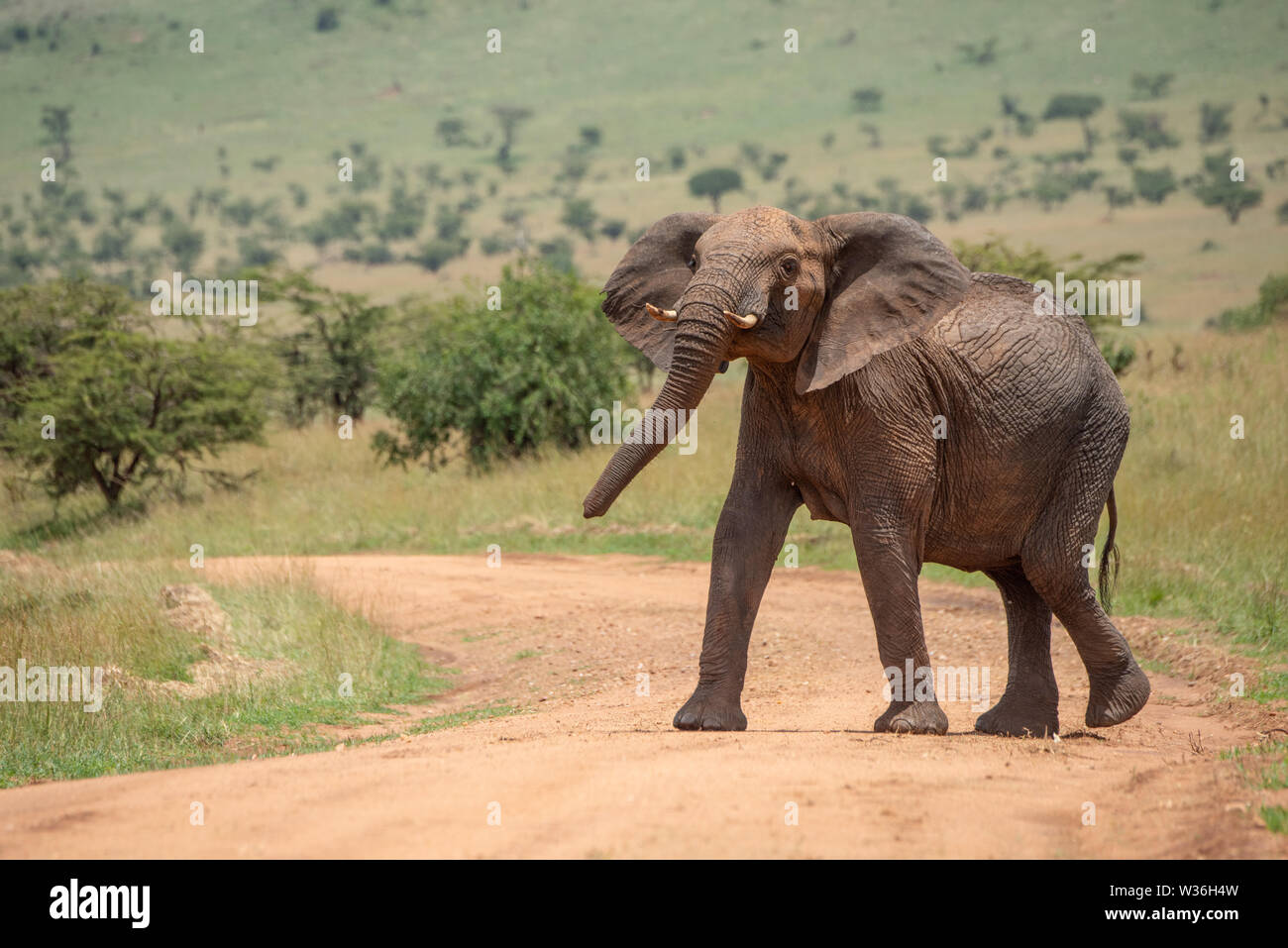 African elephant stands on track lifting head Stock Photo