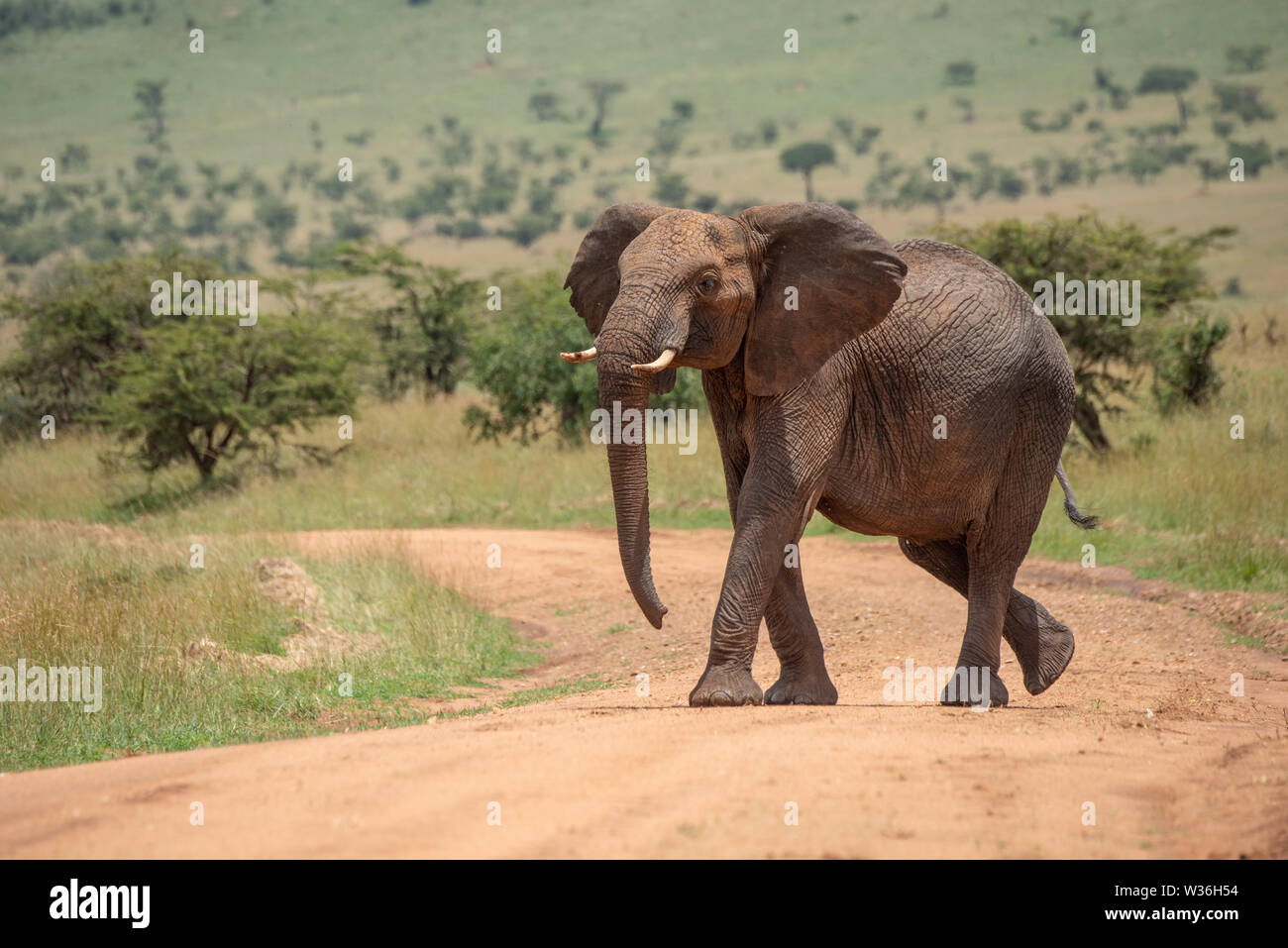 African elephant lifts head while crossing track Stock Photo