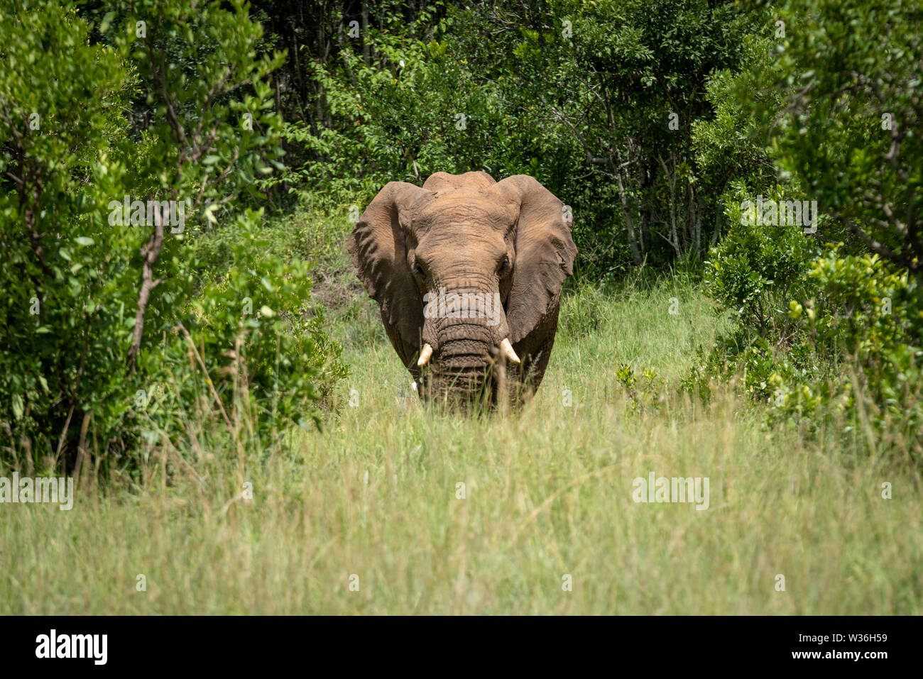 African elephant stands between trees facing camera Stock Photo - Alamy