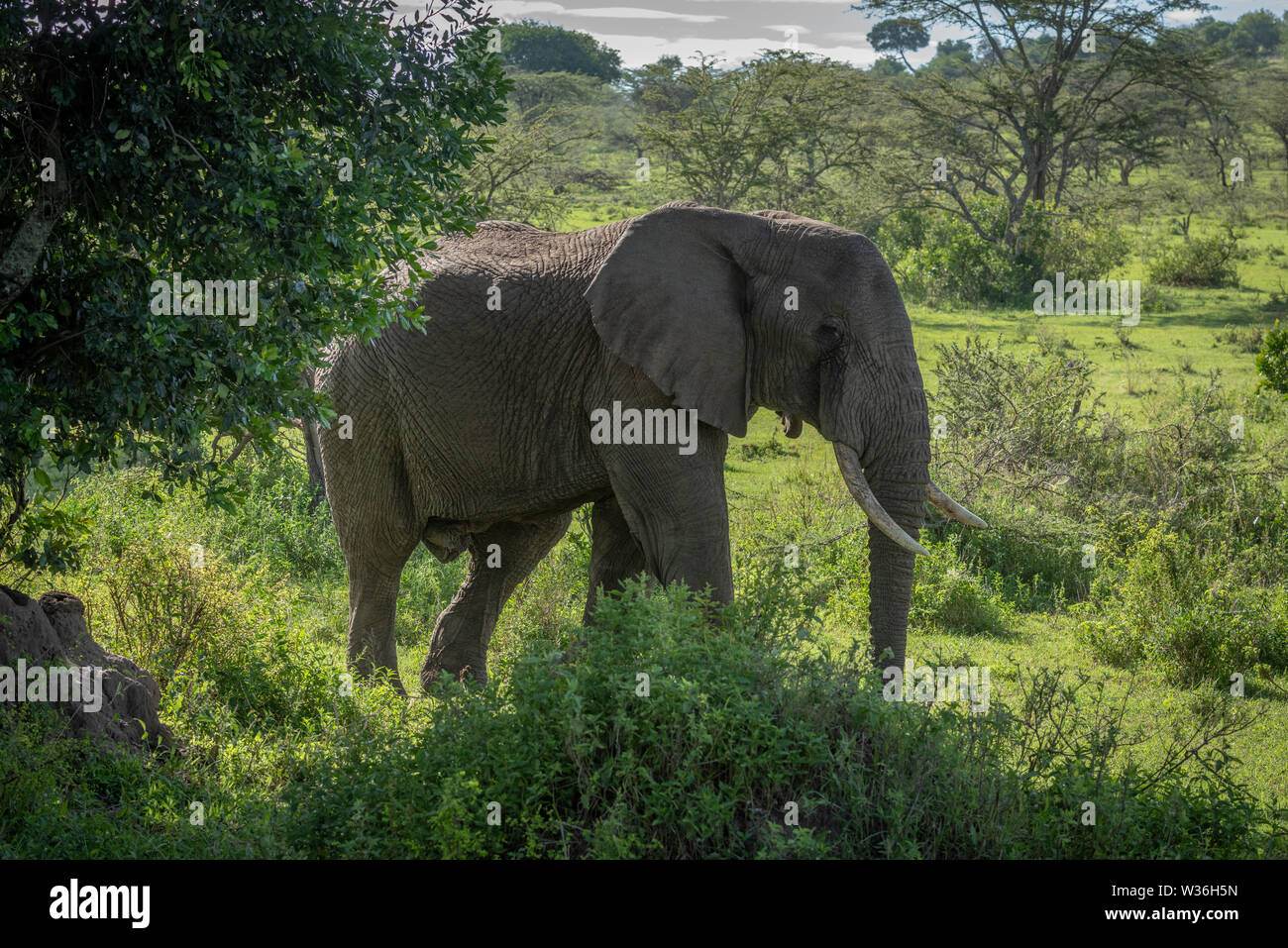 African bush elephant stands among leafy bushes Stock Photo - Alamy