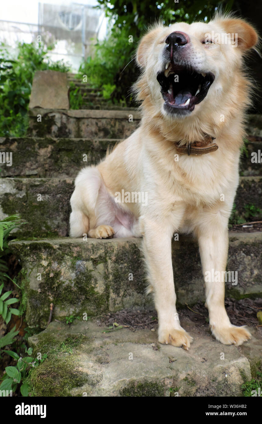 White long hair male dog sit on step and yawn, pet on old stone stairs on day Stock Photo