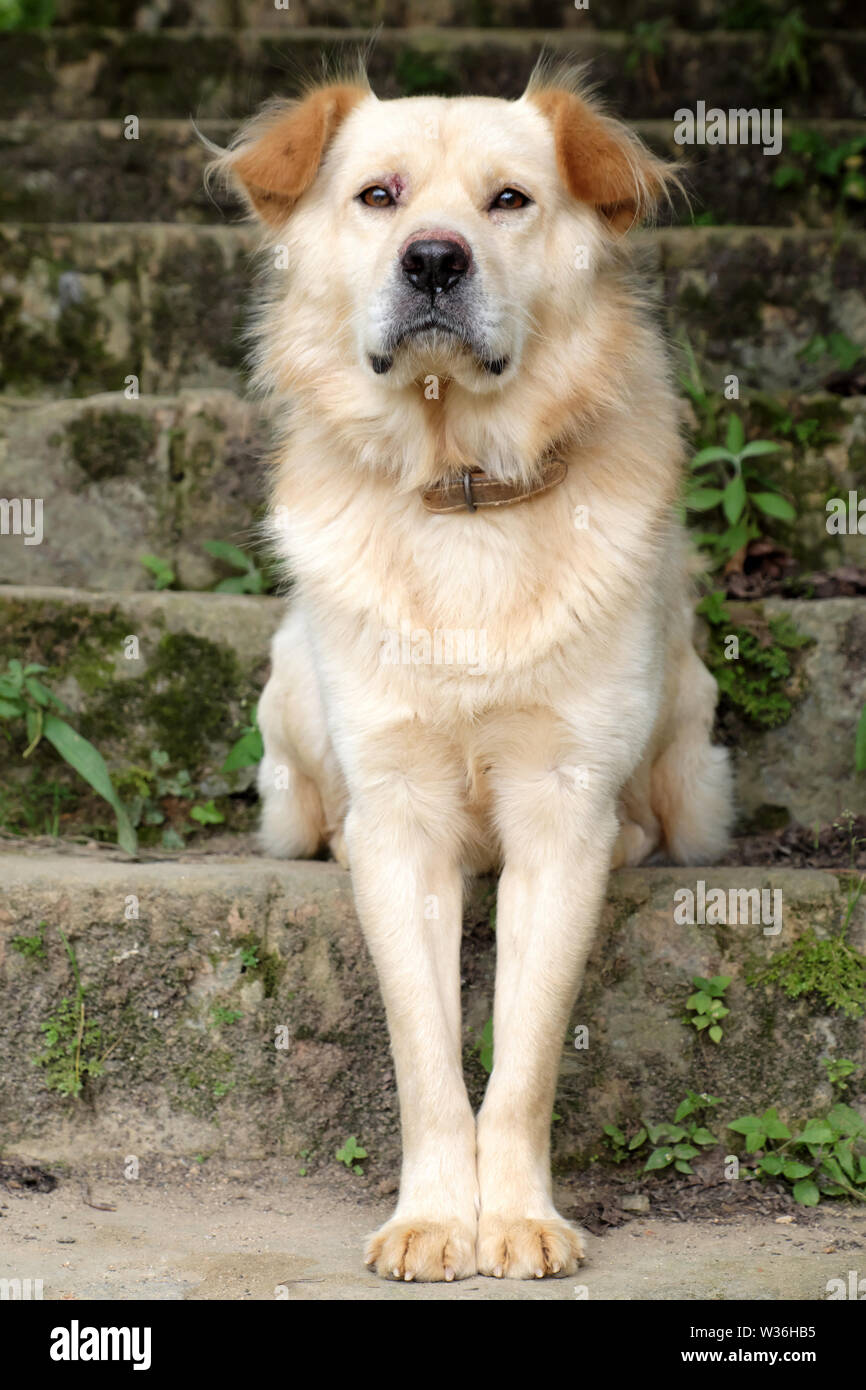 White long hair male dog sit on step and look in front for watch home, pet on old stone stairs on day Stock Photo