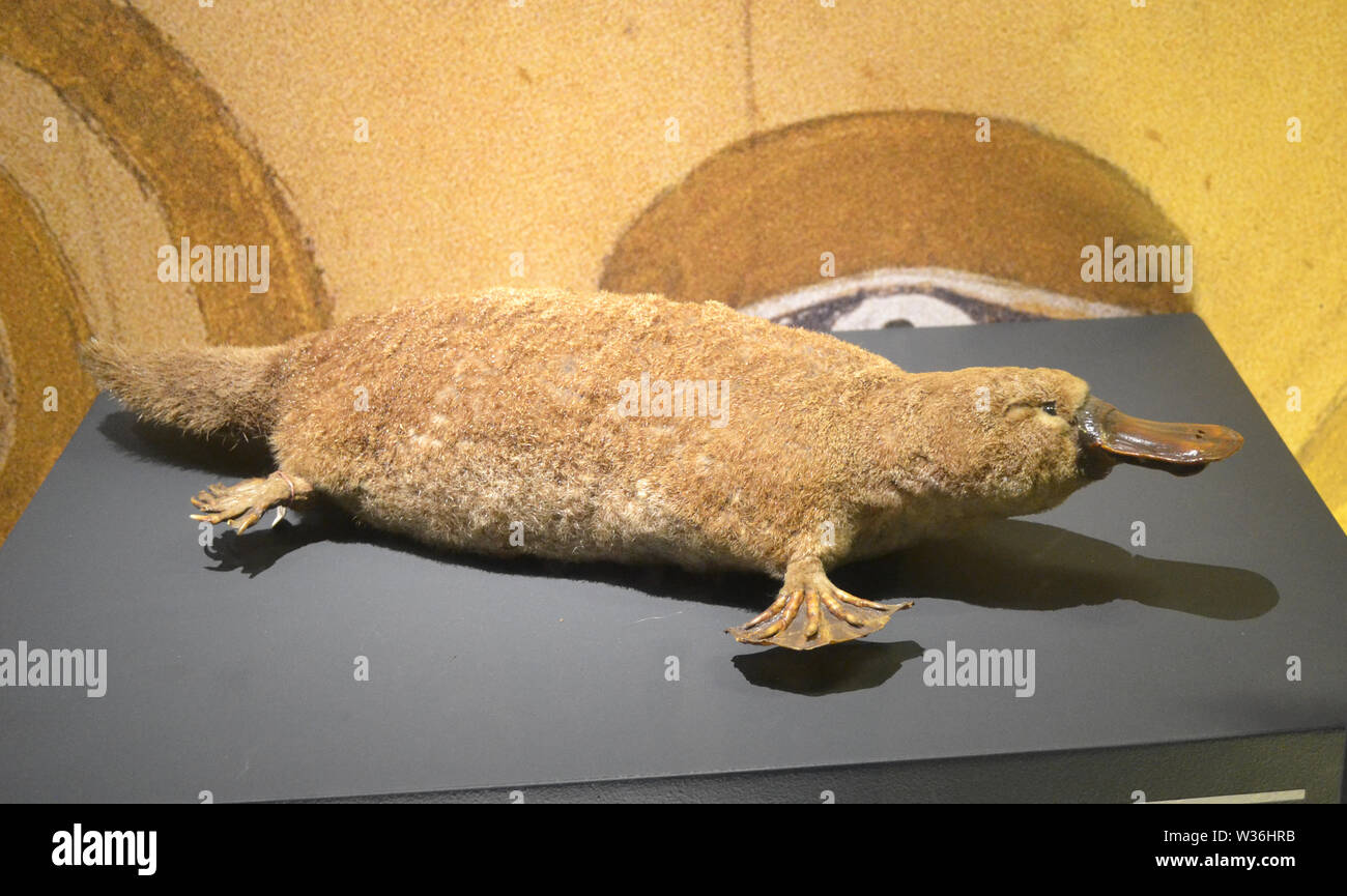 Duck Billed Platypus at Manchester Museum, UK. Part of the University of Manchester Stock Photo