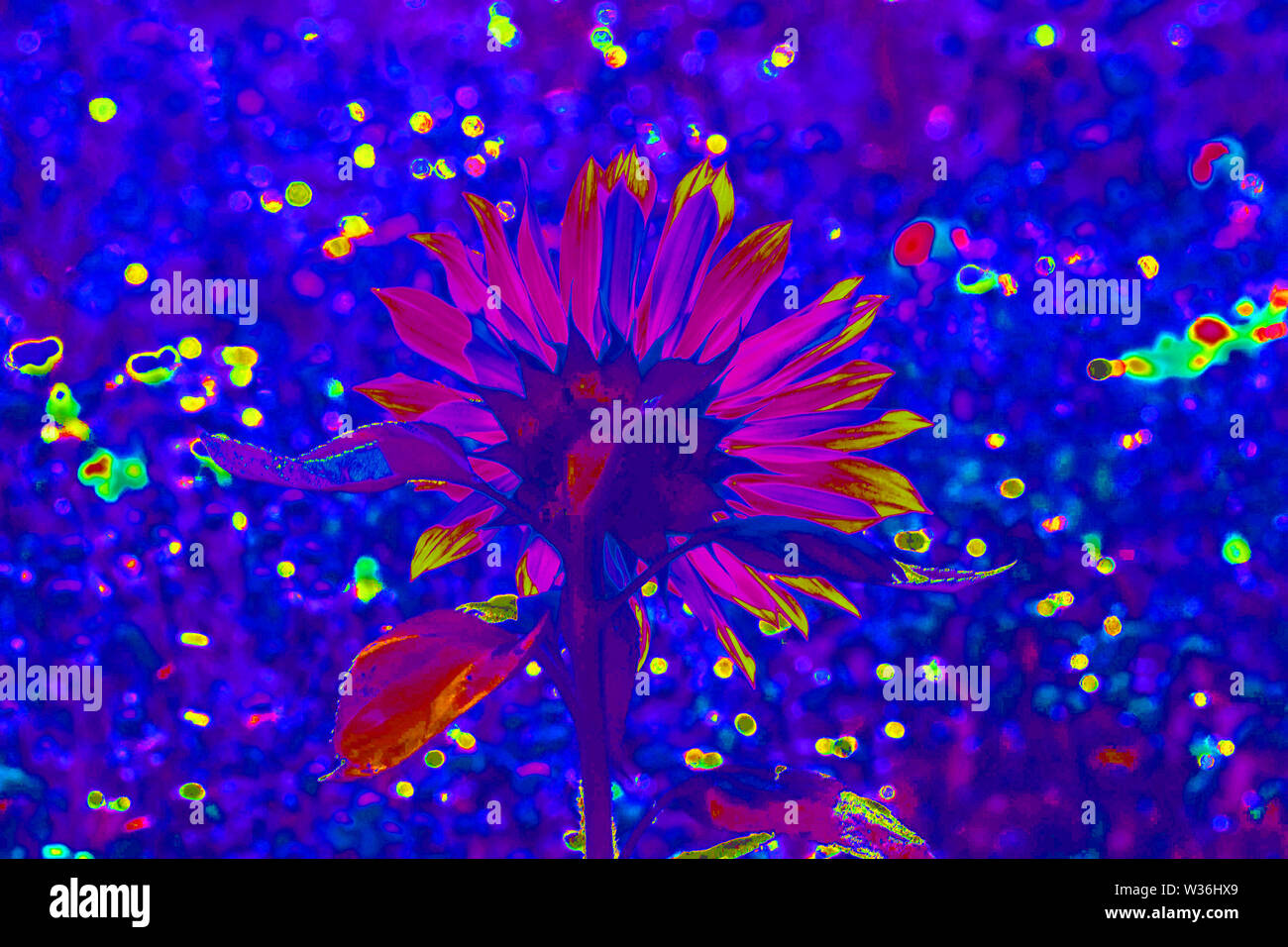 Psychedelic Sunflower, Flower Power Stock Photo Alamy