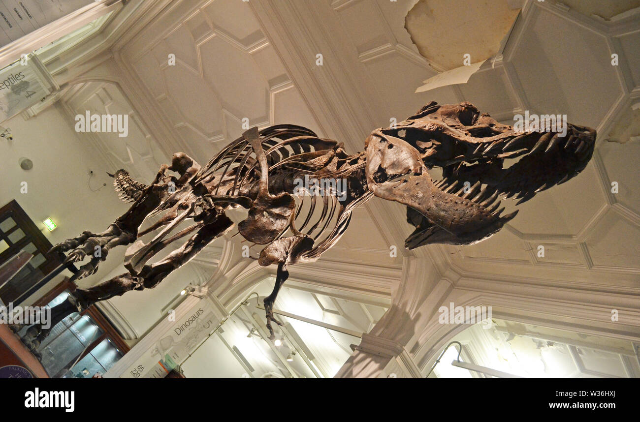 Dinosaur skeleton at Manchester Museum, UK. Part of the University of Manchester Stock Photo