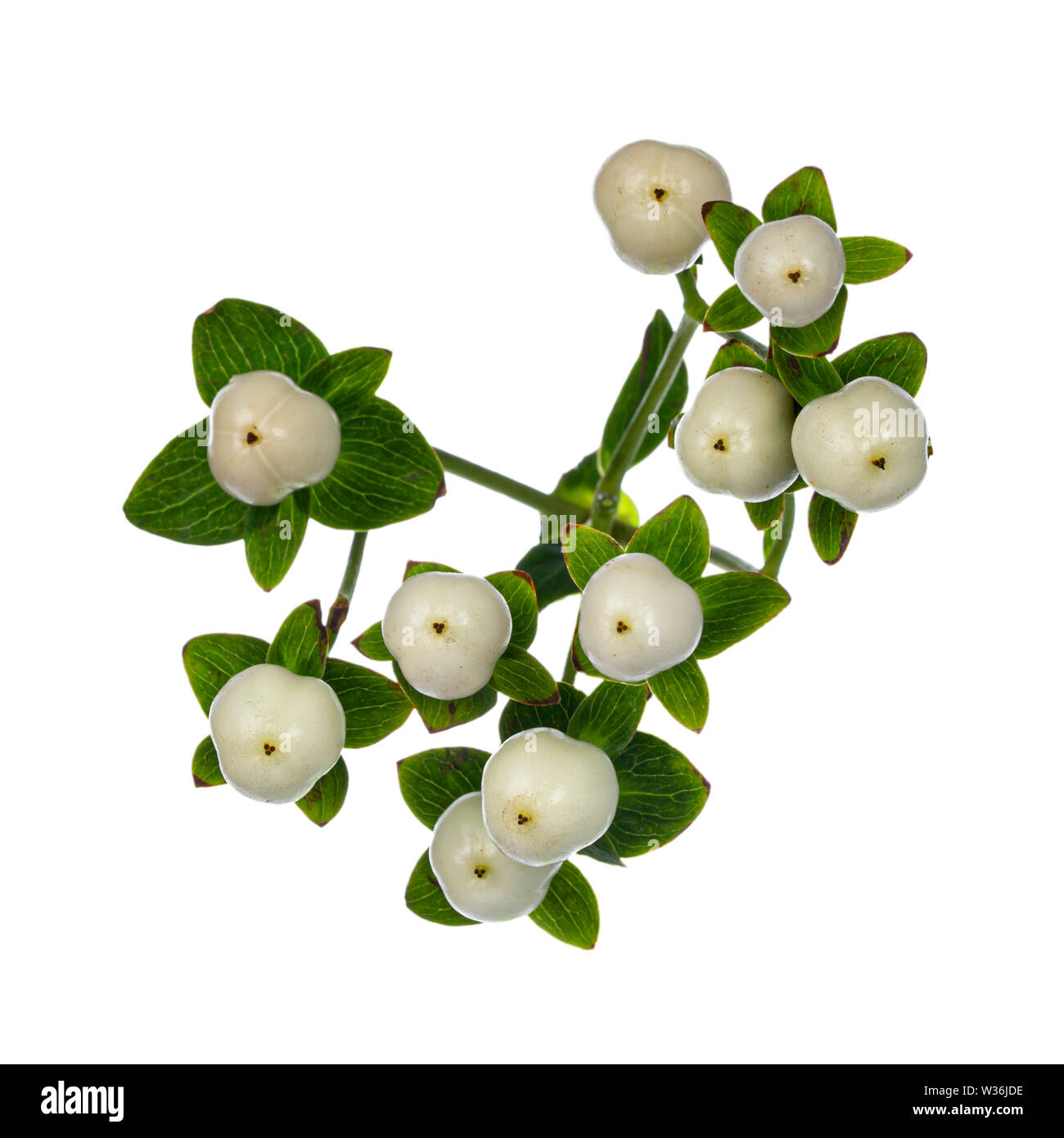 Top view of single branch Hypericum Coco Uno berry, isolated on white bachground. Stock Photo