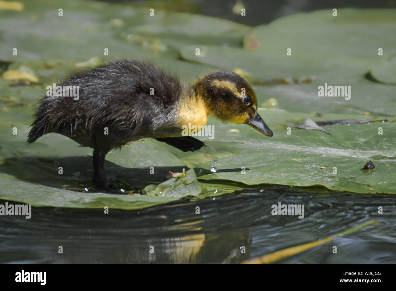 Adorable duckling walking over waterplants Stock Photo