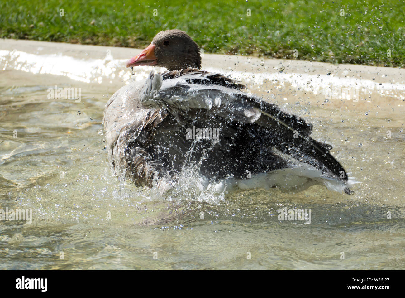 Kanadische Gans, Ente planscht im Wasser und erfrischt sich bei der großen Hitze Stock Photo