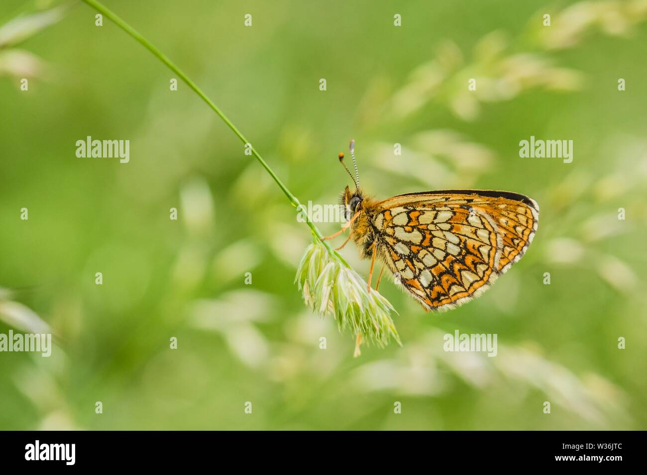Side view of false heath fritillary, endangered butterfly sitting on green grass. Has white half moons and bands of creamy-white and orange checkers. Stock Photo