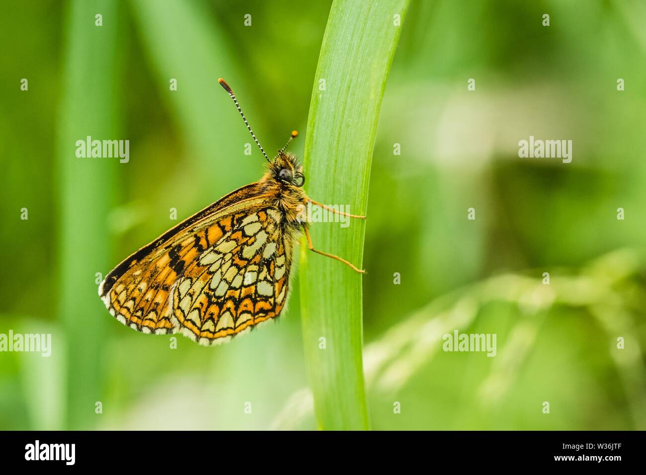 Side view of false heath fritillary, an endangered butterfly sitting on green grass. It has white half moons and bands of creamy-white. Stock Photo