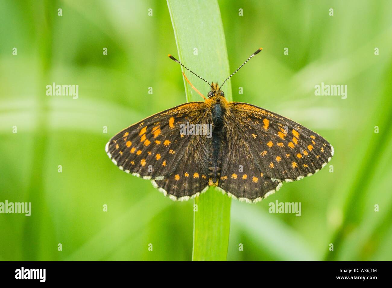 Top view of brown and orange spotted butterfly, false heath fritillary, an endangered species, sitting on green grass. Blurry background. Stock Photo