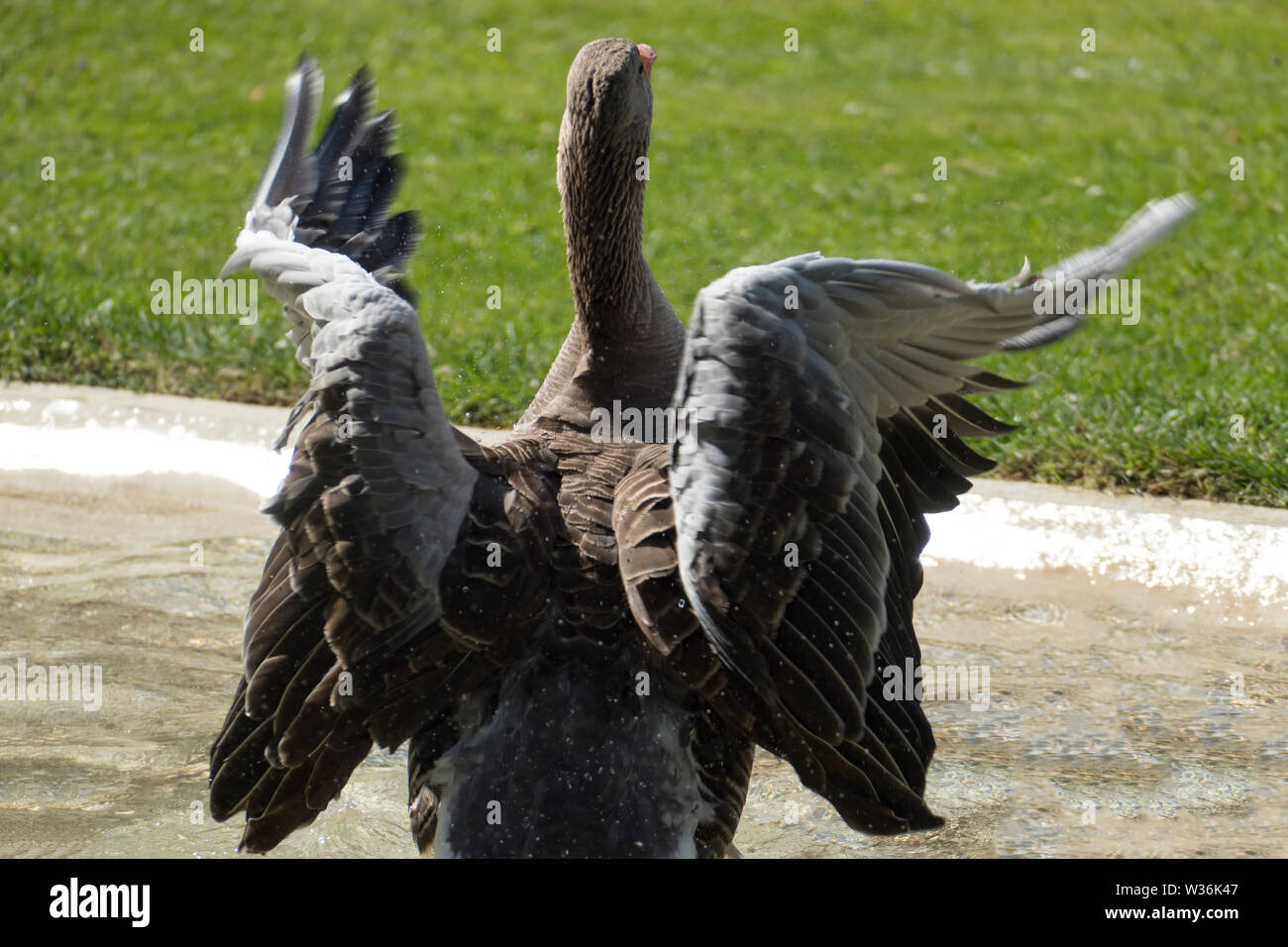 Kanadische Gans, Ente planscht im Wasser und erfrischt sich bei der großen Hitze Stock Photo