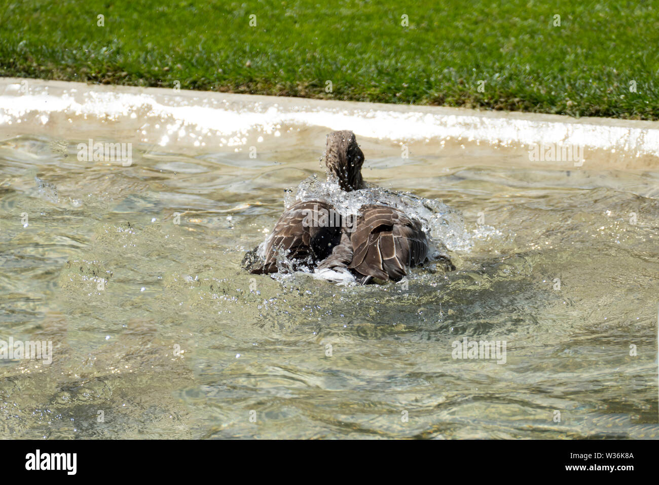 Kanadische Gans, Ente planscht im Wasser und erfrischt sich bei der großen Hitze Stock Photo