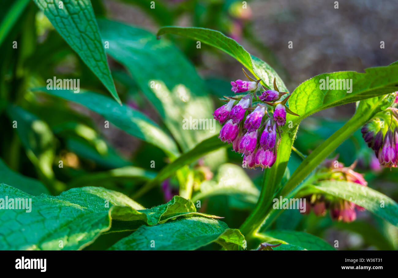 closeup of the bell shaped flowers of a common comfrey plant, wild plant from Eurasia Stock Photo
