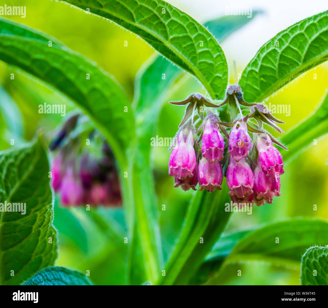 purple bell shaped flowers in bloom on a common comfrey plant, wild flowering plant from Europe, Nature background Stock Photo