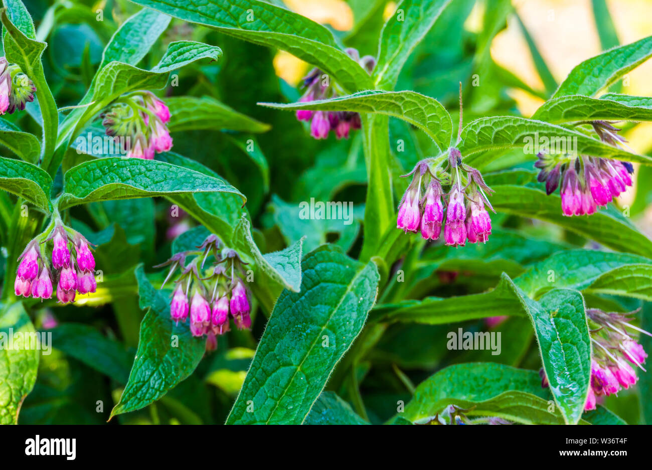 closeup of a common comfrey plant, wild flowering plant from Europe, Nature background Stock Photo