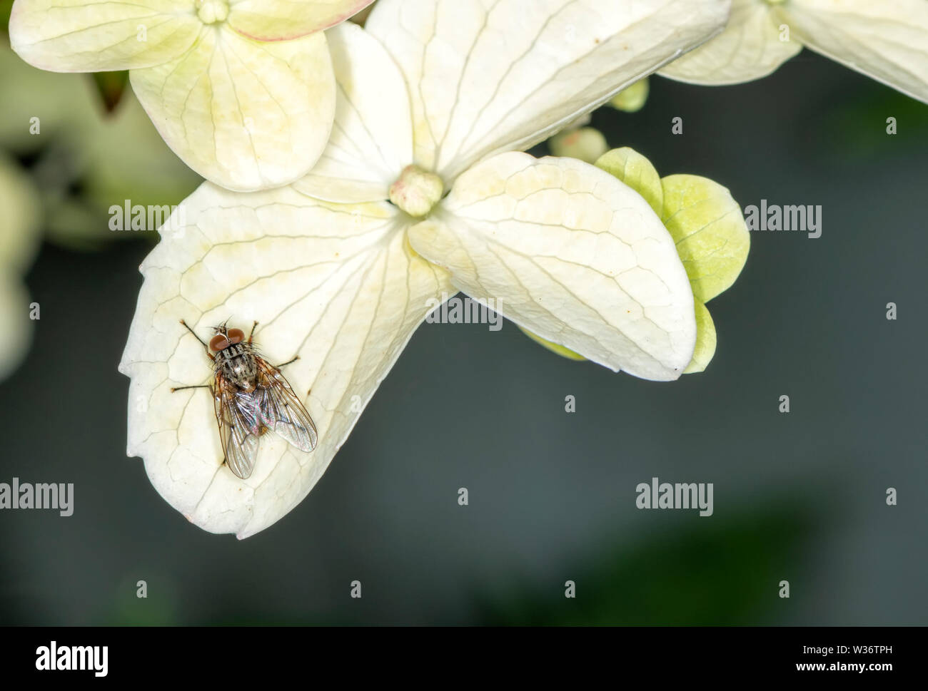 Housefly on a cream Hydrangea petal Stock Photo