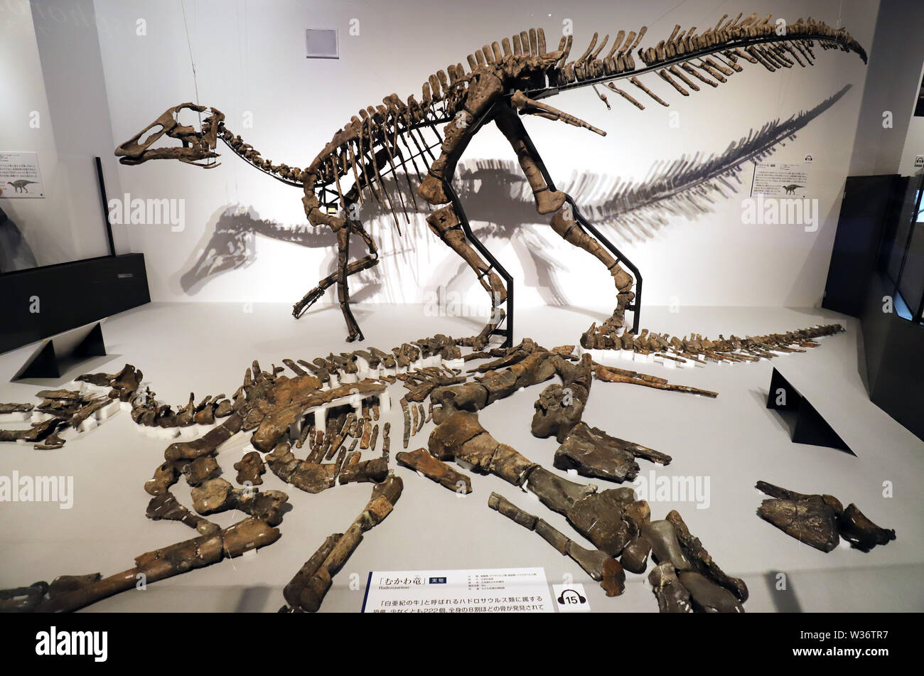 Mukawaryu hires stock photography and images Alamy