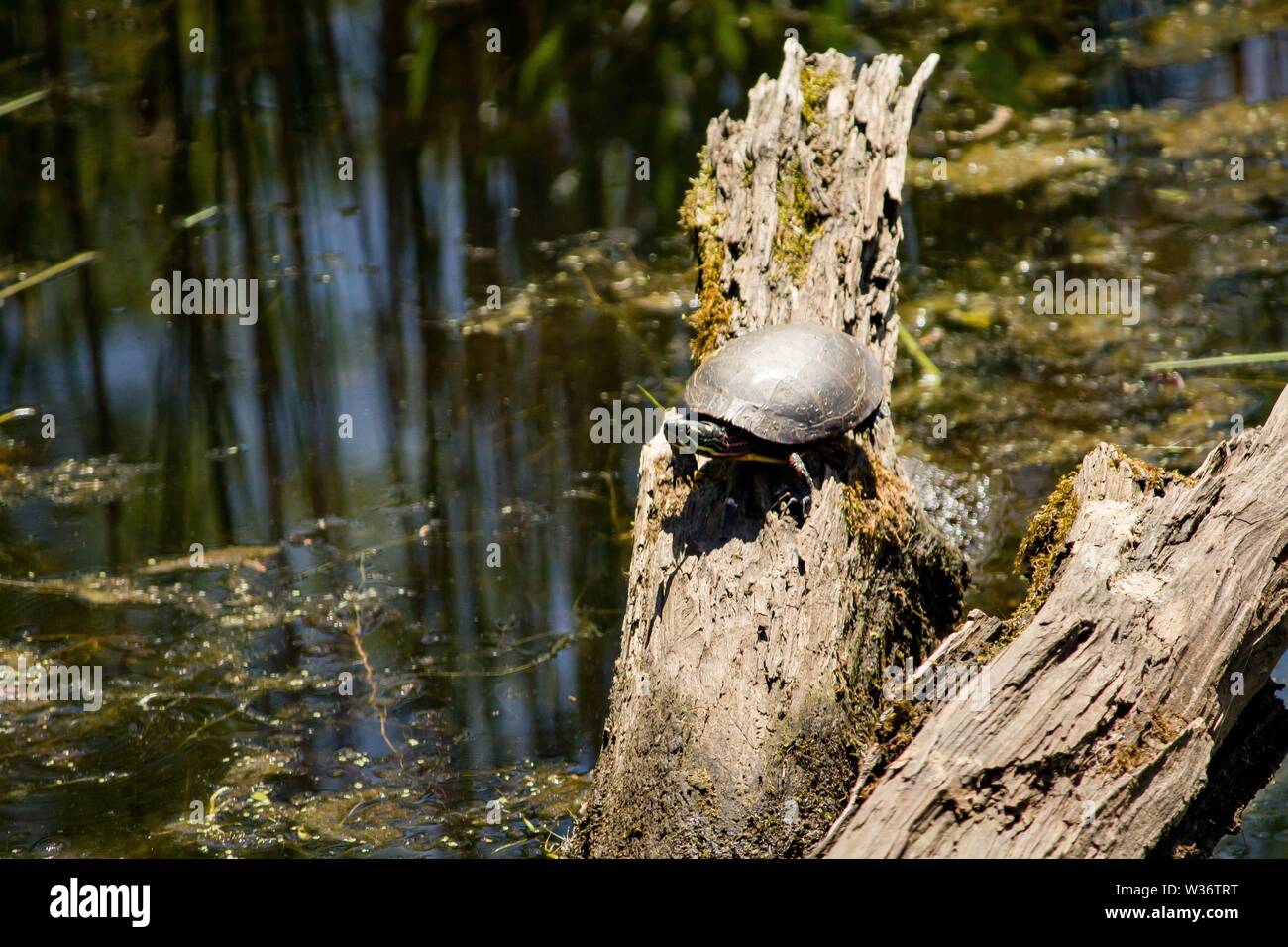 Painted turtle resting on a branch in water Stock Photo