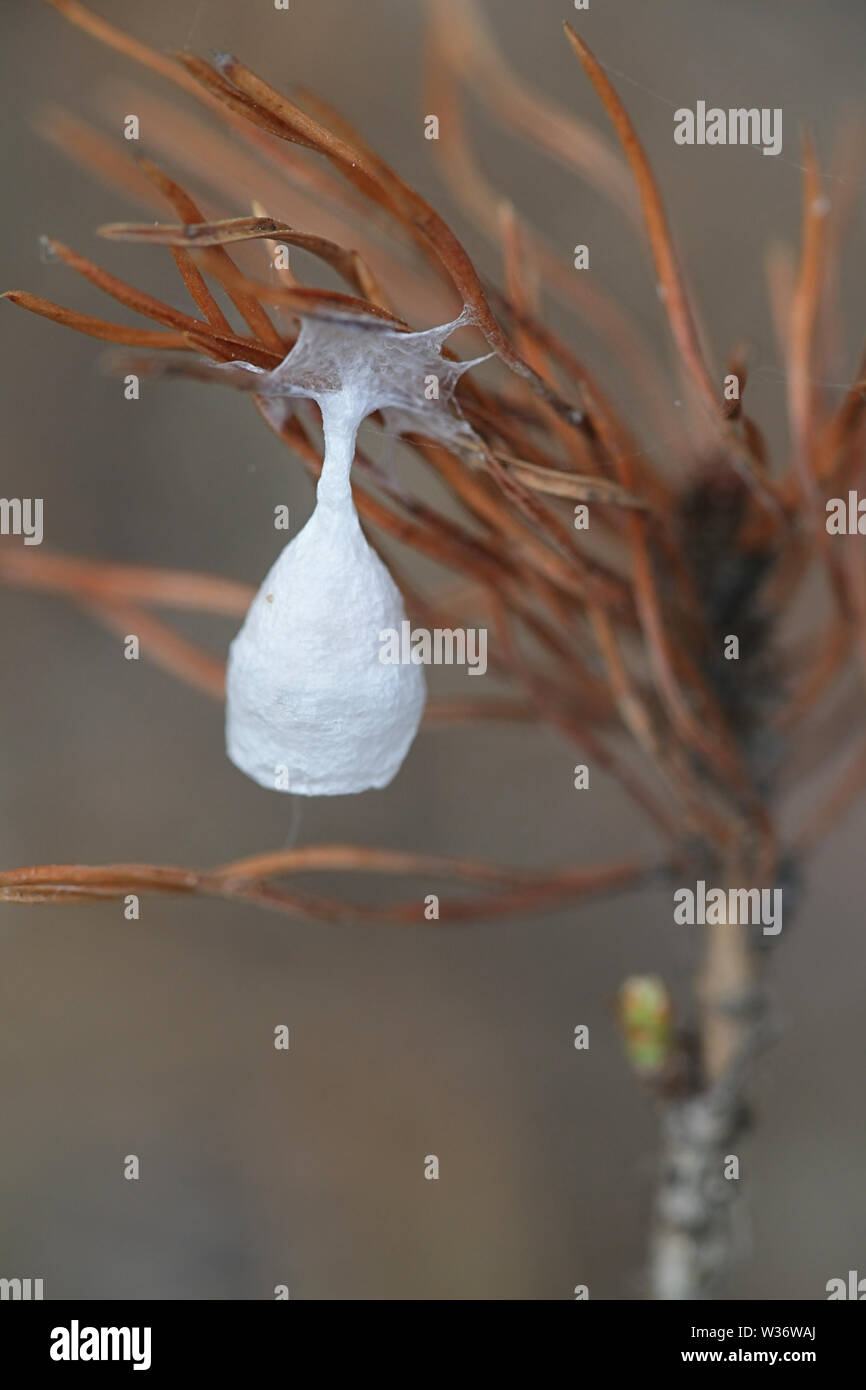 White spider egg sac or cocoon of Agroeca brunnea,  a species of spider in the Liocranidae family Stock Photo
