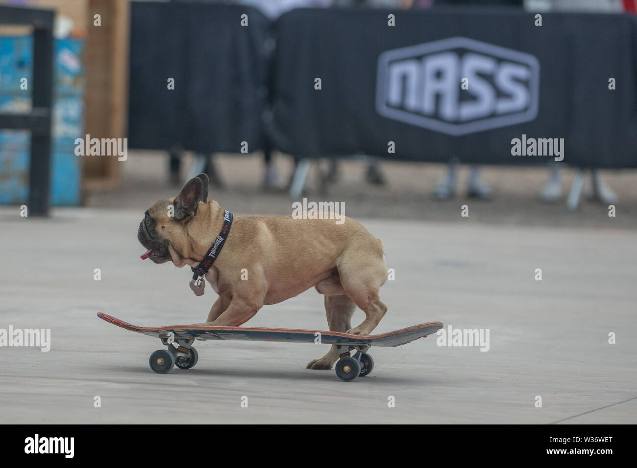 Tony Hawk is widely regarded as the best skateboarder on the planet, but this veteran is facing competition Eroc the skateboarding dog Stock Photo
