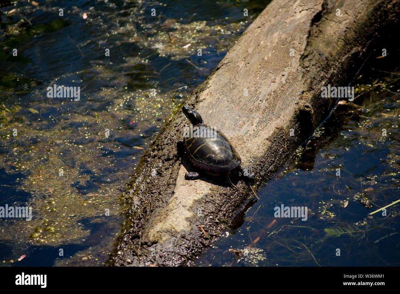 Closeup shot from a painted turtle resting on a branch in water Stock Photo