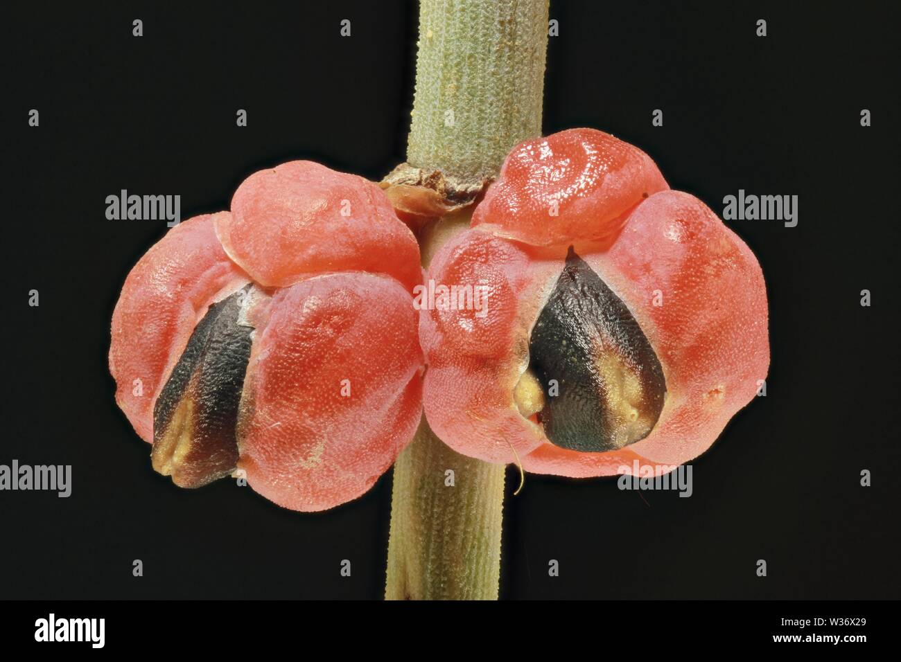 Ephedra pachyclada female cones from arid mountains Stock Photo