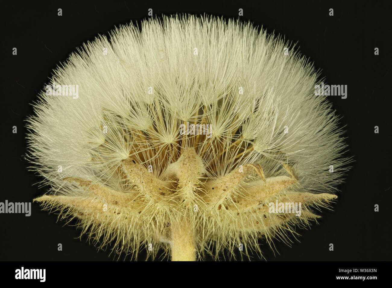 Fruiting head of Crepis kotschyana ( Asteraceae ) Stock Photo
