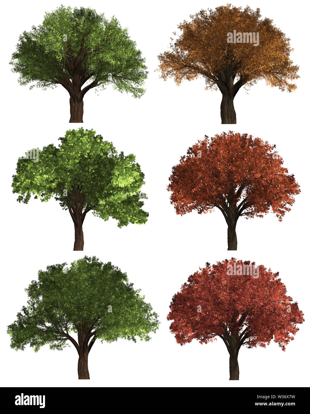 Green Forrest tree background. 2 set Illustration tree. Stock Photo