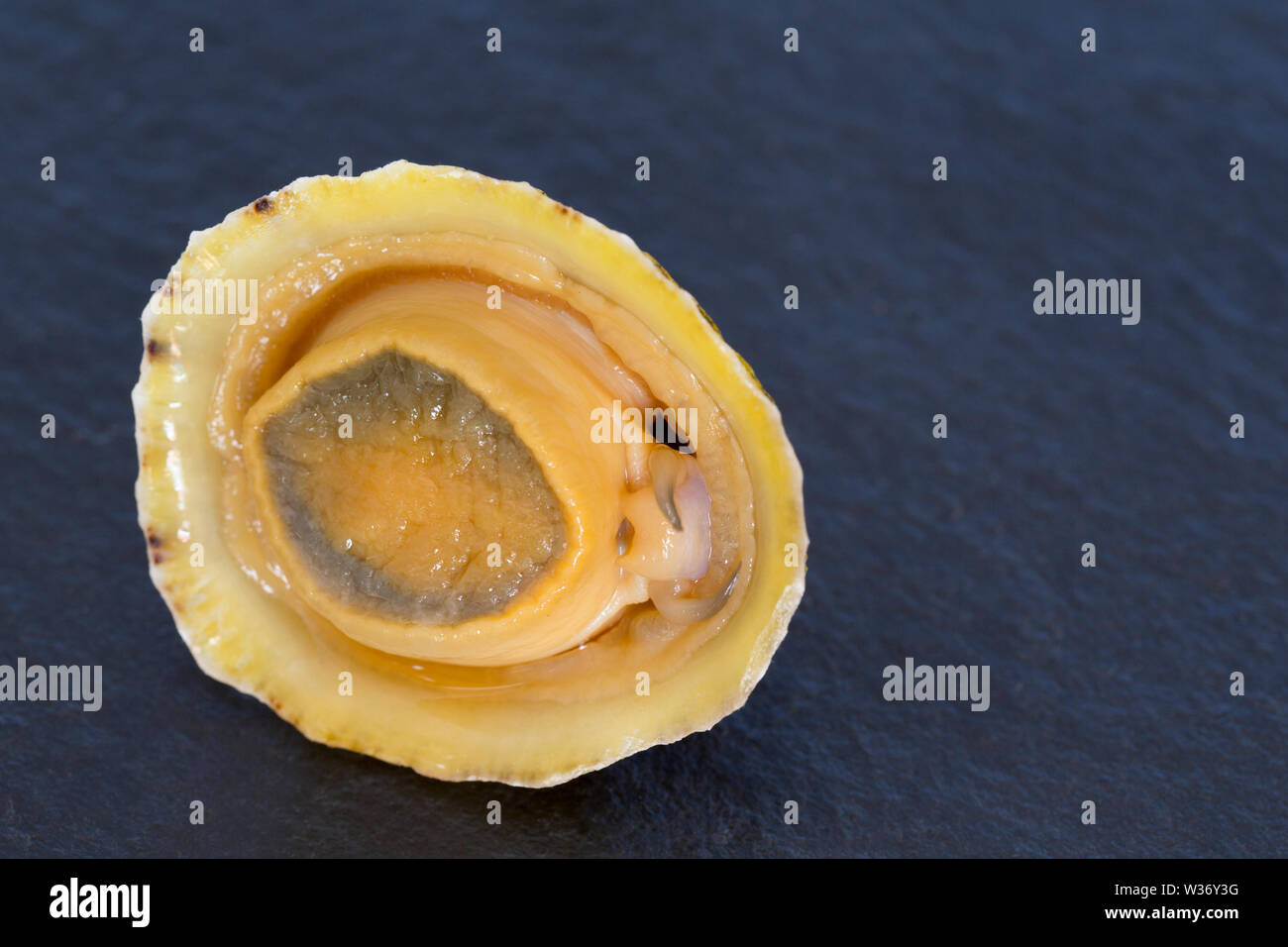 A Commom limpet, Patella vulgata, that has been gathered while seashore foraging in Dorset. It will be used to make a dish popular in the Azores calle Stock Photo