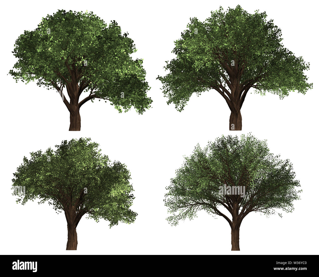 Green Forrest tree background. 2 set Illustration tree. Stock Photo